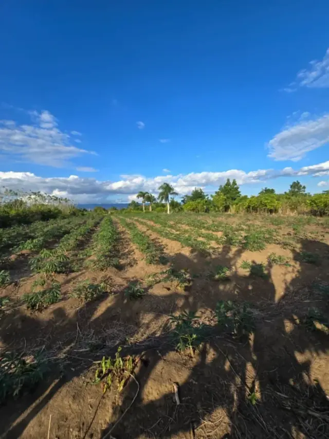 Terreno en Puñal, venta, USD$ 950,760