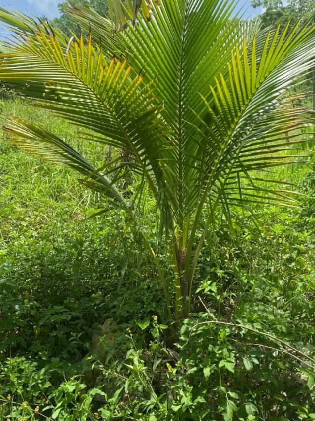 Terreno En Río San Juan, Río San Juan, USD$ 105,000